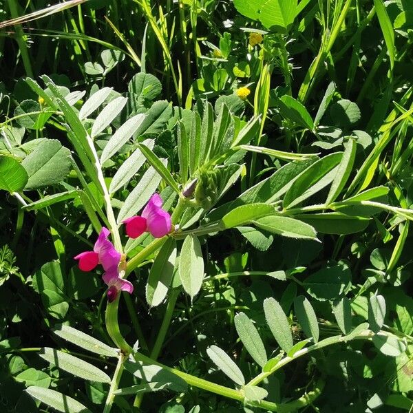 Vicia sativa Habit