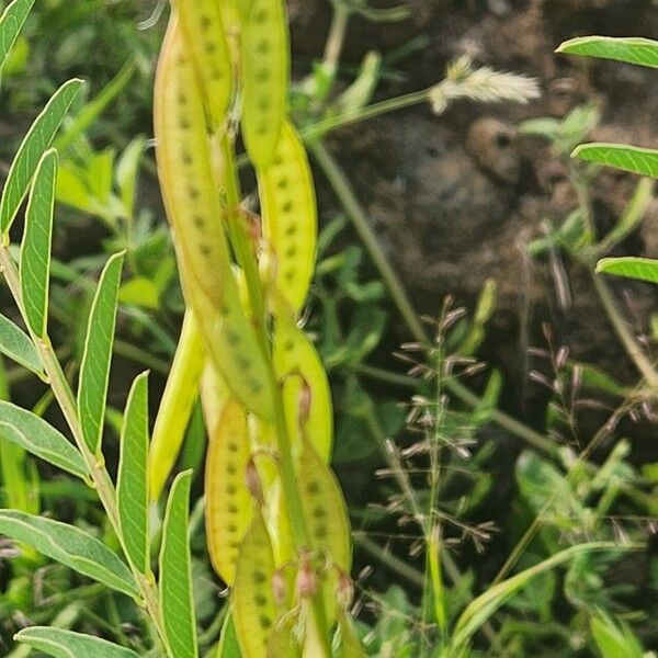 Astragalus atropilosulus Fruto