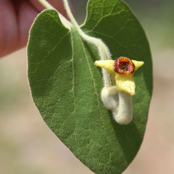 Aristolochia tomentosa Цветок