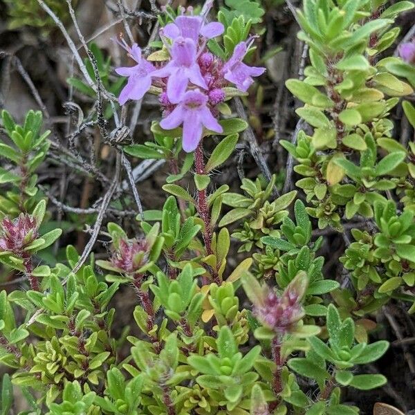 Thymus dolomiticus Květ