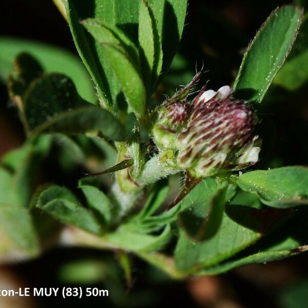 Trifolium bocconei Flower