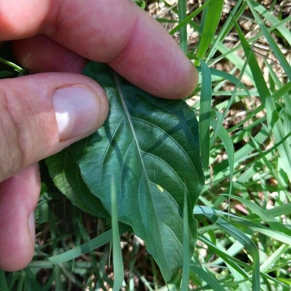 Ruellia tuberosa Blatt