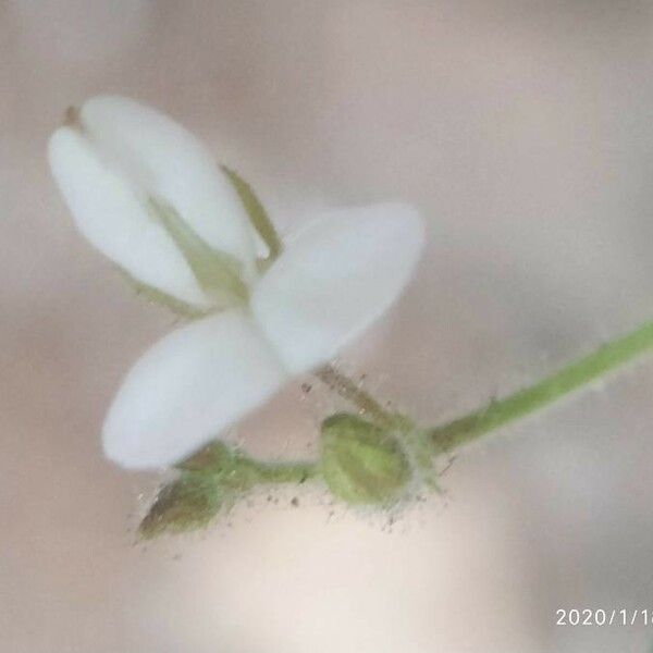 Desmodium tortuosum Blomma