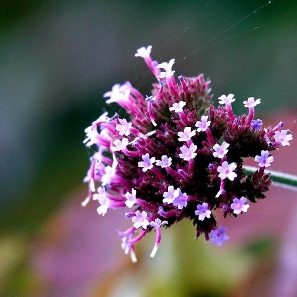 Verbena bonariensis Цветок