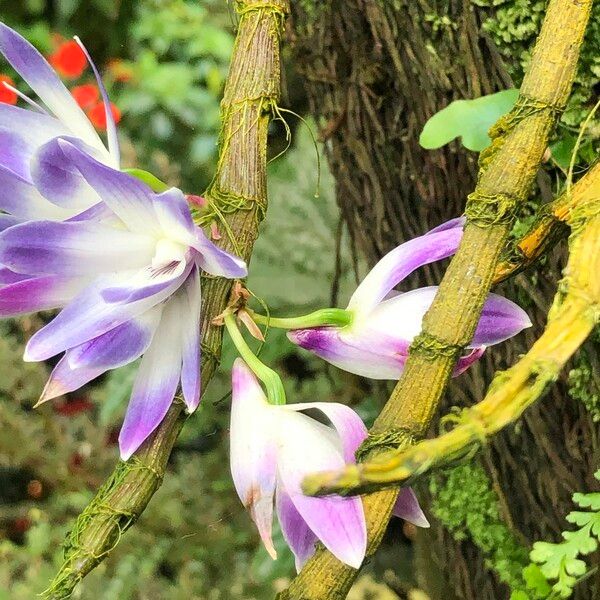 Dendrobium victoriae-reginae 花