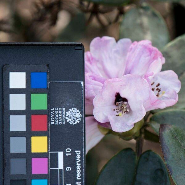 Rhododendron campanulatum Цвят
