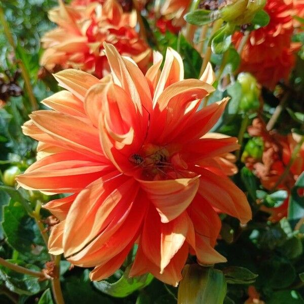 Dahlia × cultorum Flor