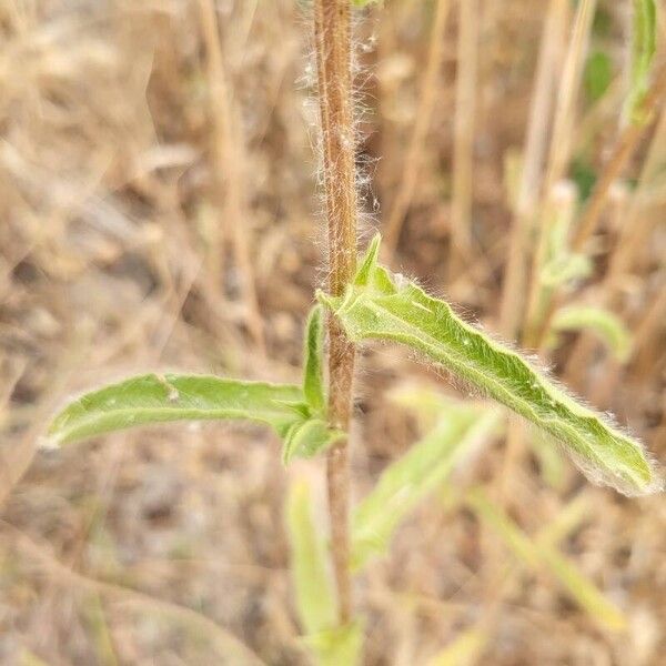 Pallenis spinosa Leaf