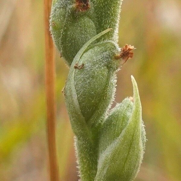 Spiranthes spiralis Fruit