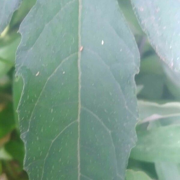 Cyclanthera pedata Leaf