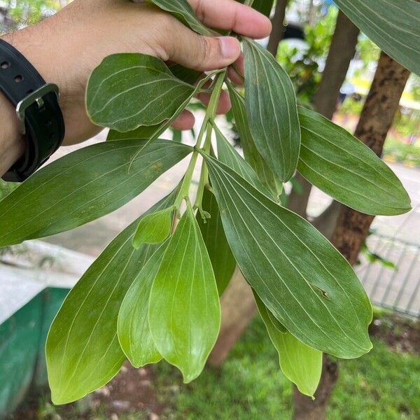 Acacia mangium Blatt