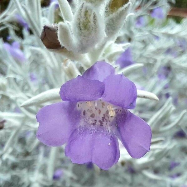 Eremophila nivea Flor