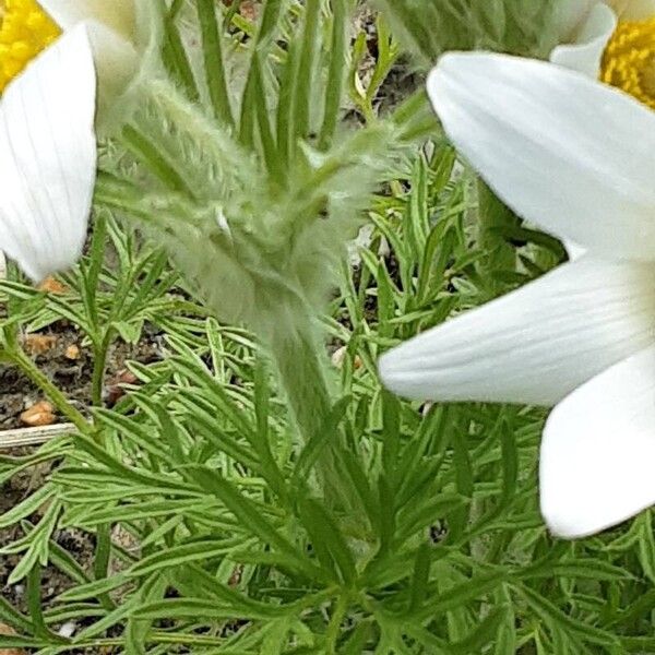 Pulsatilla alpina Escorça