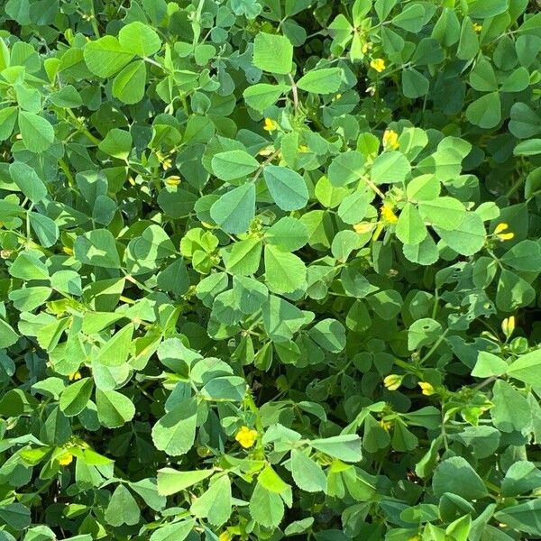 Medicago polymorpha Ліст