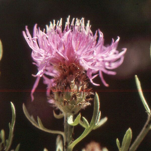 Centaurea corymbosa 花