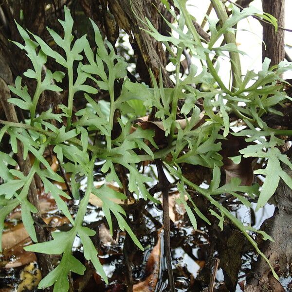 Ceratopteris cornuta Leaf