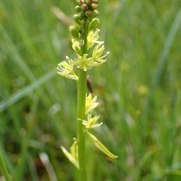 Tofieldia calyculata Floro