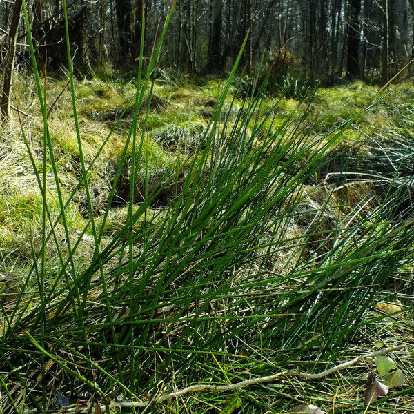 Juncus effusus Листок