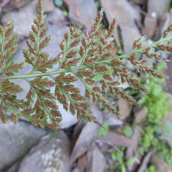 Asplenium onopteris Meyve