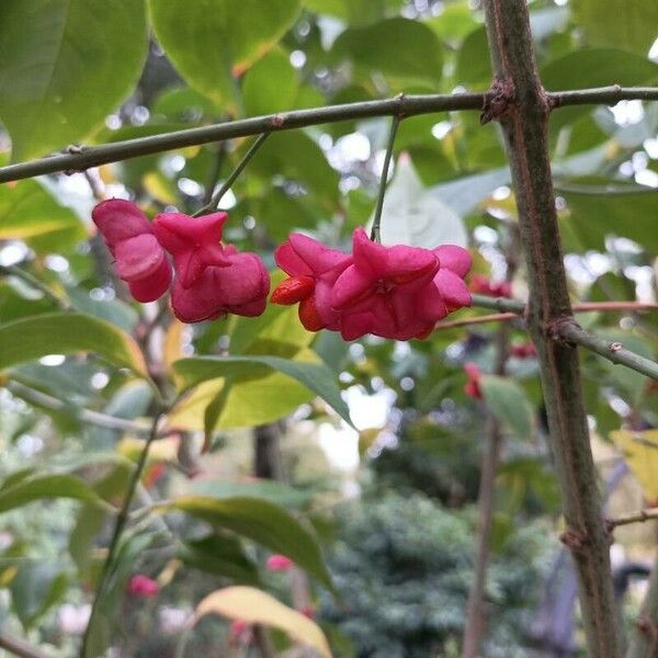 Euonymus latifolius പുഷ്പം