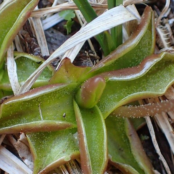 Pinguicula alpina Owoc