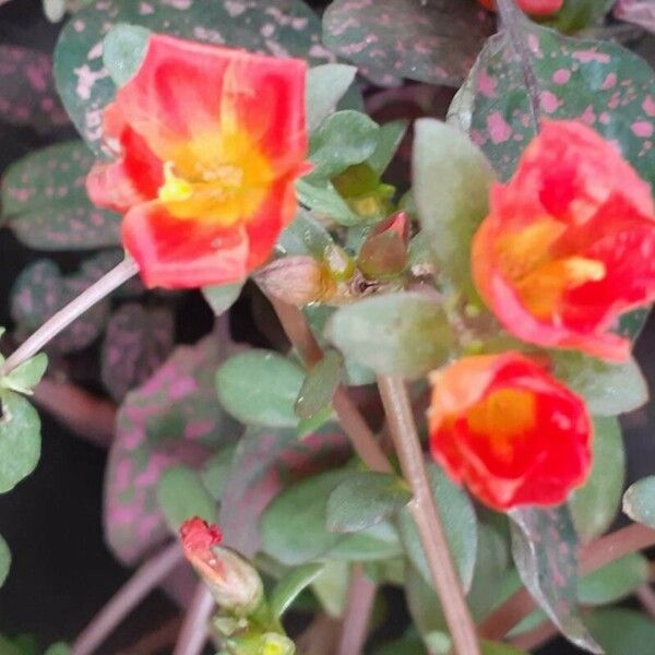 Portulaca umbraticola Fleur