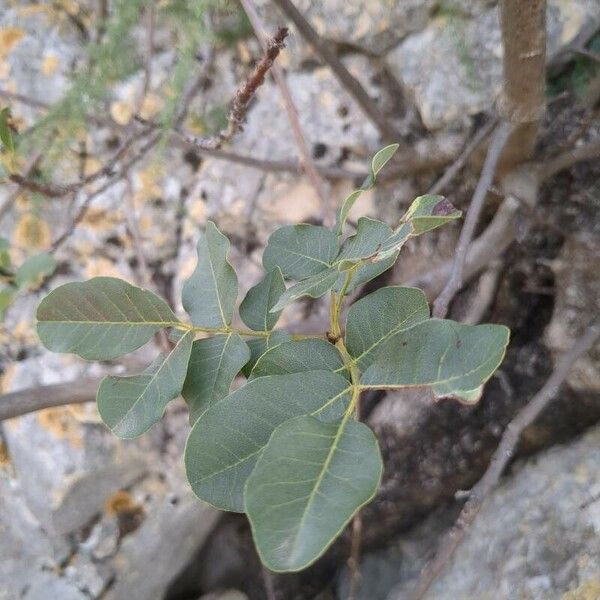 Pistacia terebinthus Hoja