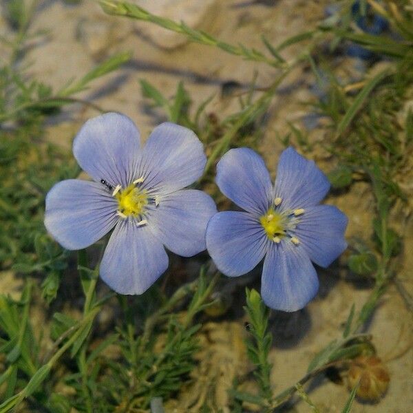 Linum lewisii Floare