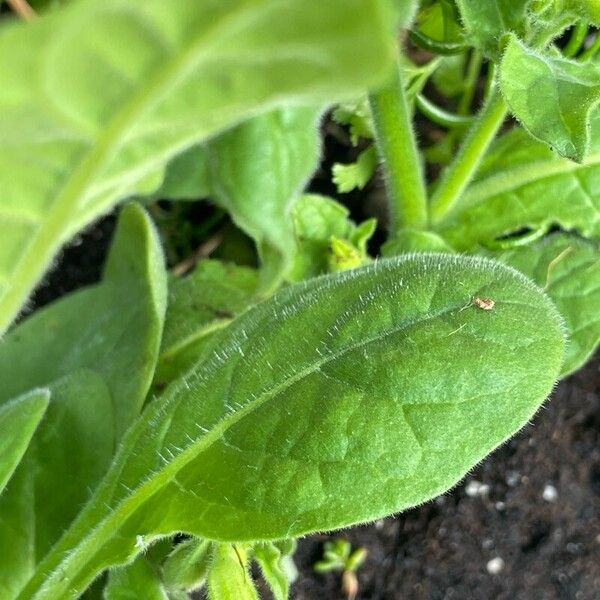 Nicotiana alata Blad