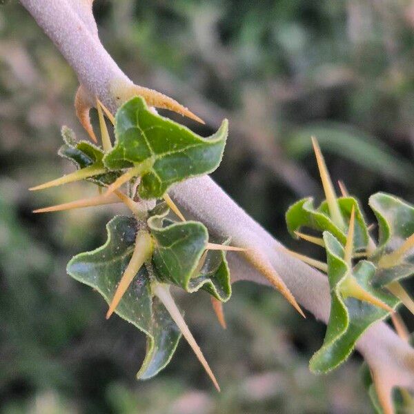 Solanum arundo Blad