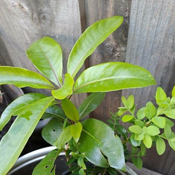 Magnolia virginiana Leaf