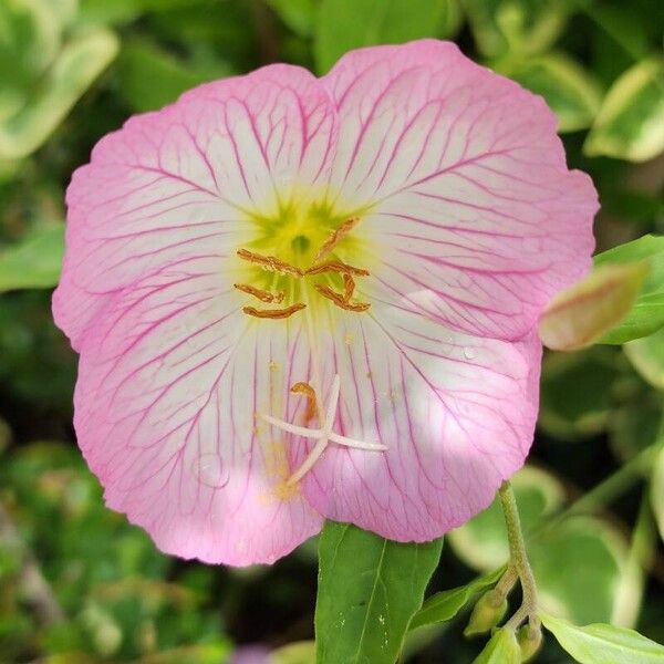 Oenothera speciosa Fiore