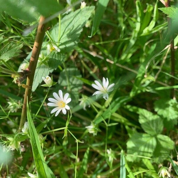 Stellaria palustris Virág