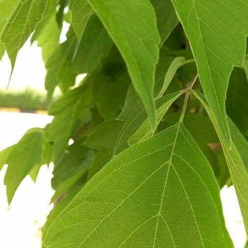 Acer velutinum Folha