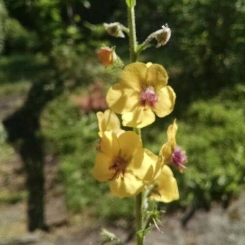 Verbascum blattaria Květ