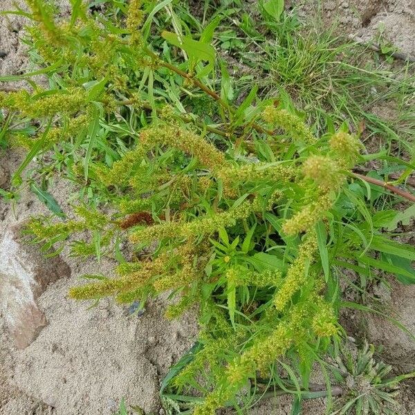 Rumex maritimus 花