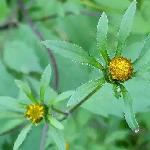 Bidens frondosa Flors