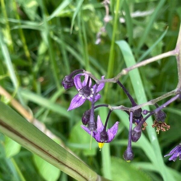 Solanum dulcamara Hábito