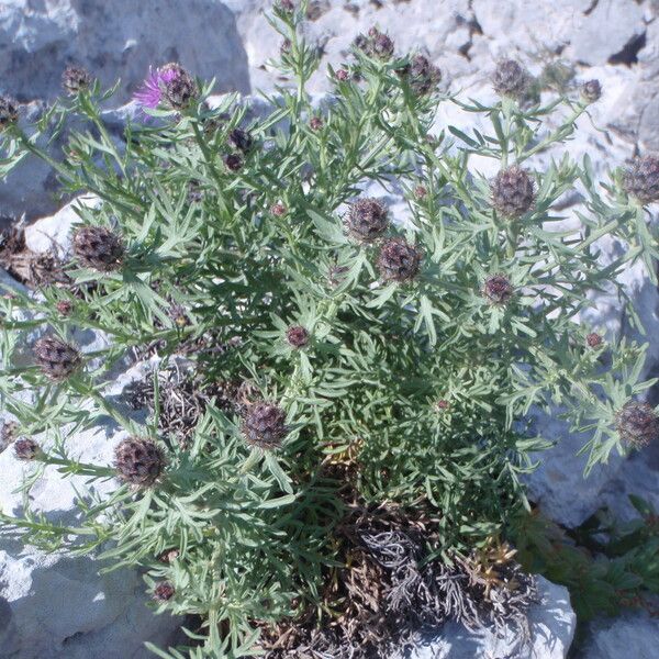 Centaurea corymbosa autre