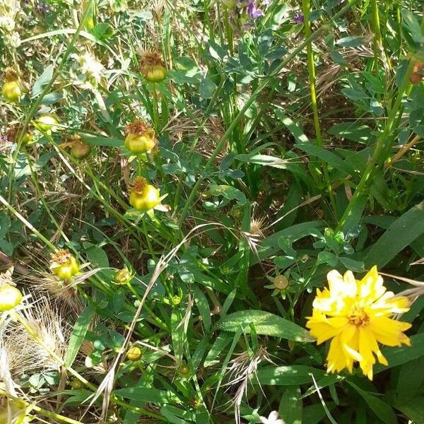 Coreopsis lanceolata অভ্যাস