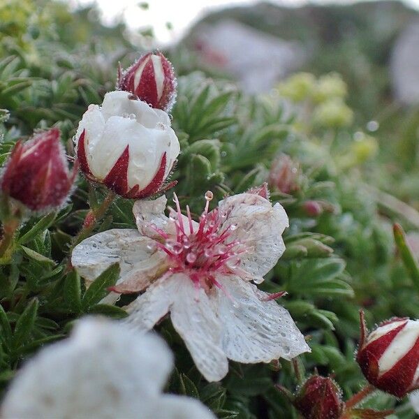 Potentilla nitida Цвят