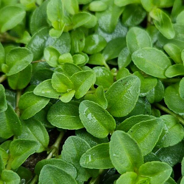 Veronica serpyllifolia Blad