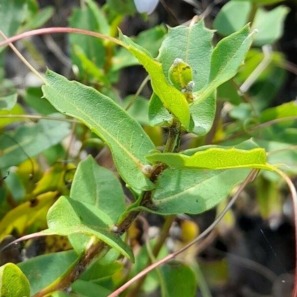 Mutisia spinosa Leaf