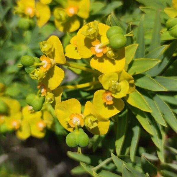 Euphorbia dendroides Floro