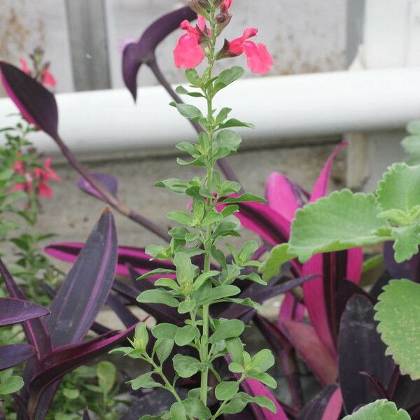 Salvia × jamensis Flors