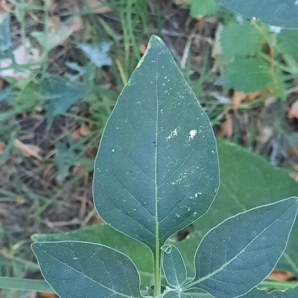 Solanum chenopodioides 叶