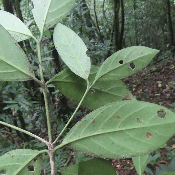 Posoqueria latifolia Lapas