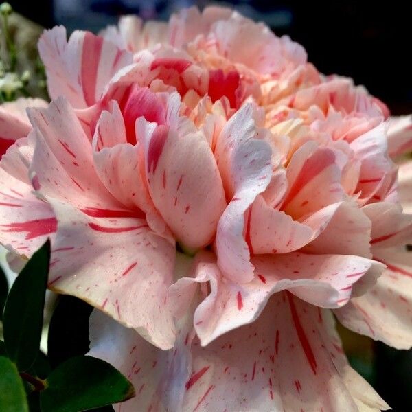 Dianthus caryophyllus 花