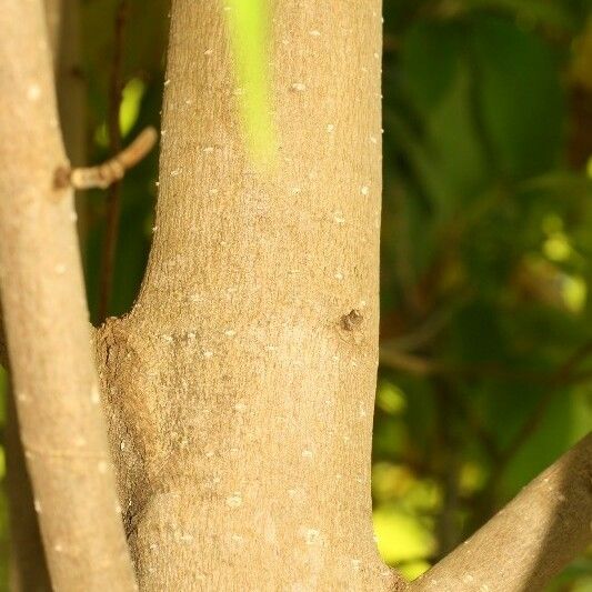 Michelia champaca Bark