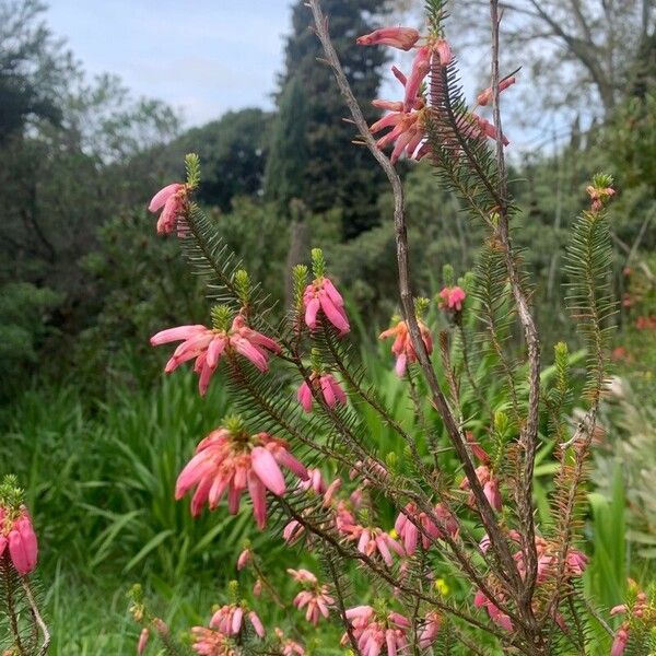 Erica verticillata Floare